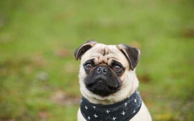 4 Of The Best Pads For Your Pooch